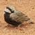 Ashy-crowned Sparrow-Lark
